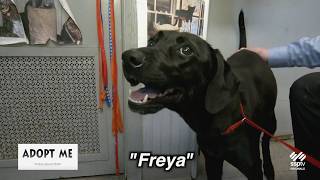 Hazleton Animal Shelter's "Adopt Me" - March 2, 2026
