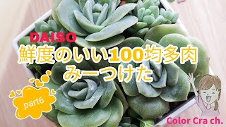 多肉植物 鮮度のいい100均多肉みーつけた Part6 エケベリア ラブリーローズ Succulents Echeveria Lovely Rose Youtube 多肉植物 鮮度のいい100均多肉みーつけた Part6 エケベリア ラブリーローズ Succulents Echeveria Lovely Rose Youtube
