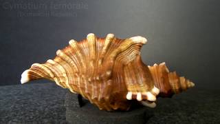 GklinShells - Superb shapes & sculpture of marine gastropods.