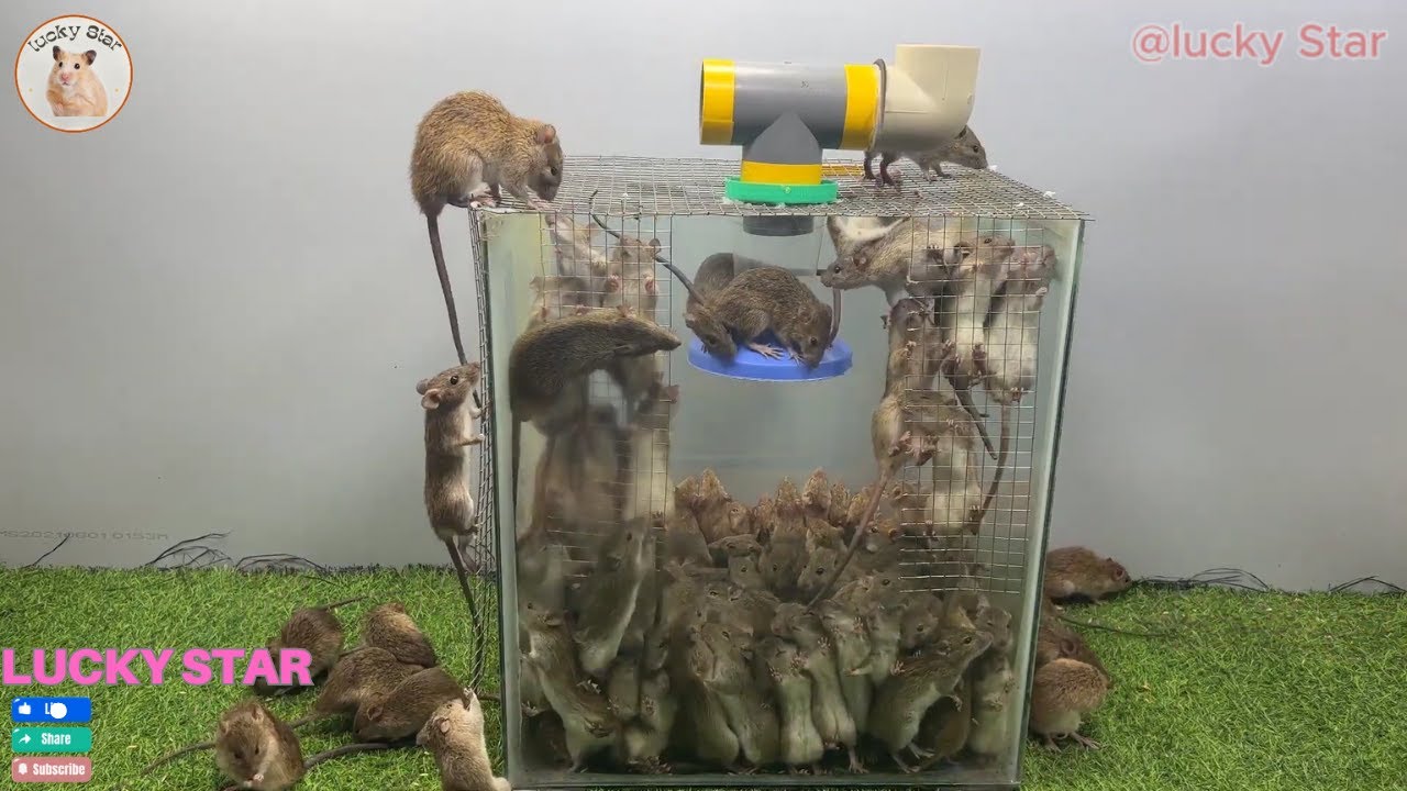 パイプやプラスチック容器を使った安全なネズミ捕り / 効果的な自家製ネズミ捕り