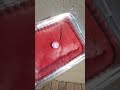 Red velvet loaf nextdoorbakery  baking cake fypviral food