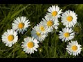 Ricardo Villalobos - Waiworinao