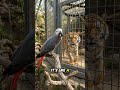 Parrot Roasts Tiger Like It's a House Cat – Funniest Zoo Video Ever! #shorts #viral #parrot