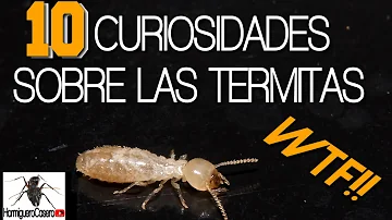 ¿Qué hacen las termitas a los humanos?