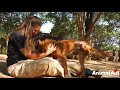 Dog with shredded leg sobs when seeing rescuers.