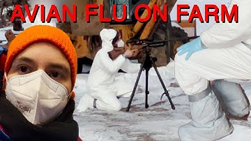 Avian Flu on our Farm - ALL BIRDS MUST BE KILLED