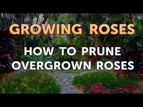 How to Prune Overgrown Roses