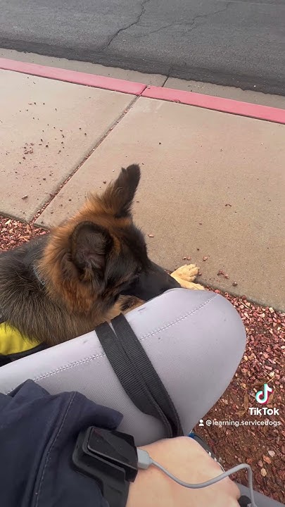 Emergency Cardiac Alert Dog In Action YouTube emergency-cardiac-alert-dog-in-action-youtube