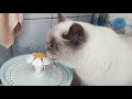 Кошка Текила пьет воду