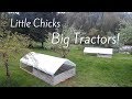 Moving the Chicks to Pasture | Chicken Tractor