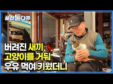 버려지고 아팠던 길고양이를 데려와 우유 먹여 키웠더니 시장의 명물이 됐다ㅣ“내가 제일 좋아하는 친구지, 절친한 친구!” 대장장이 할아버지가 집사로 사는 방법 🐈ㅣ#골라듄다큐