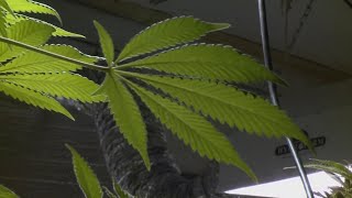 Health officials approve ZIP codes for special pot licenses