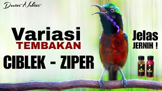 TEMBAKAN MEWAH KONIN GACOR FULL ISIAN KOMBINASI CIBLEK - ZIPER TAJAM COCOK BUAT MASTERAN KOLIBRI