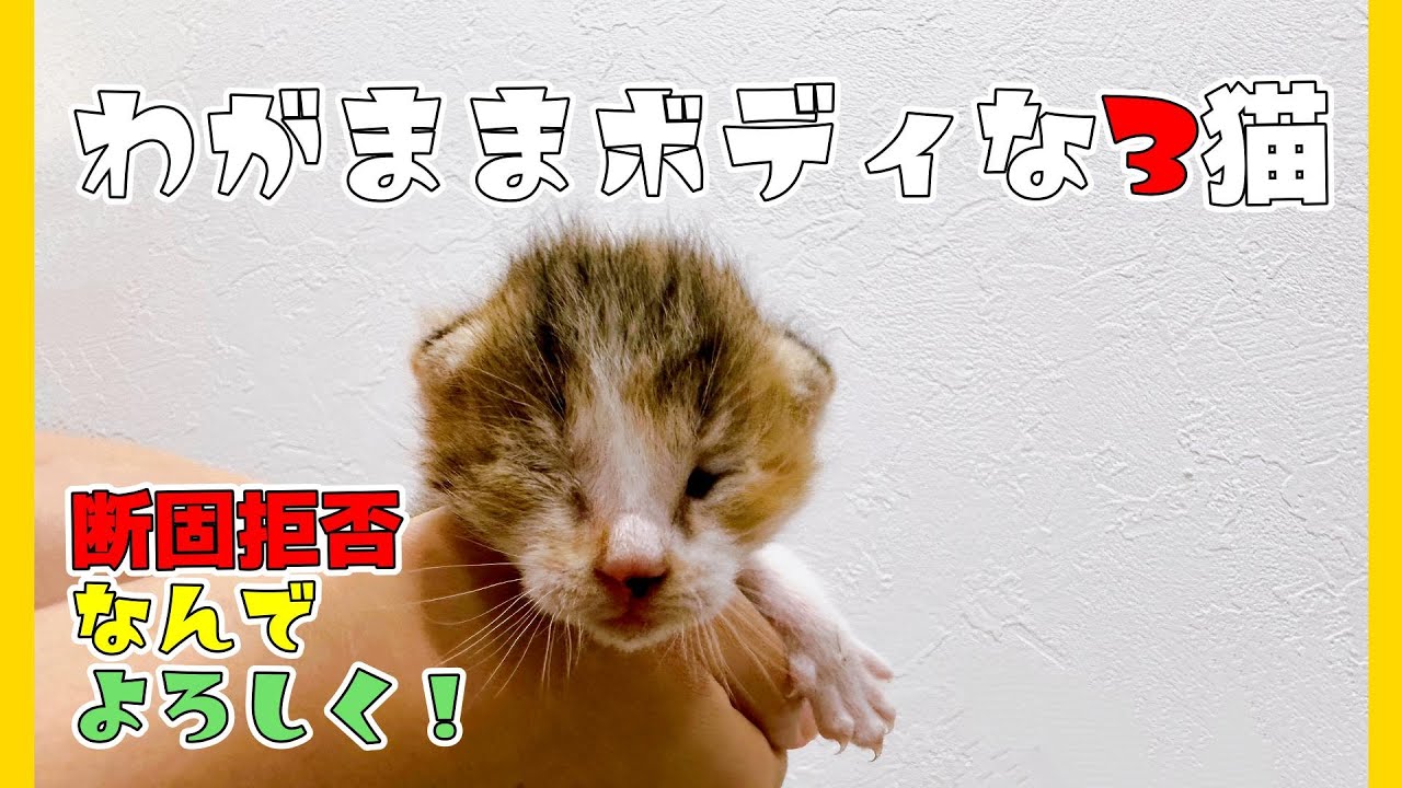【緊急動画】目が開いてない子猫3匹ダンボールの中にいました【保護猫生活1日目】