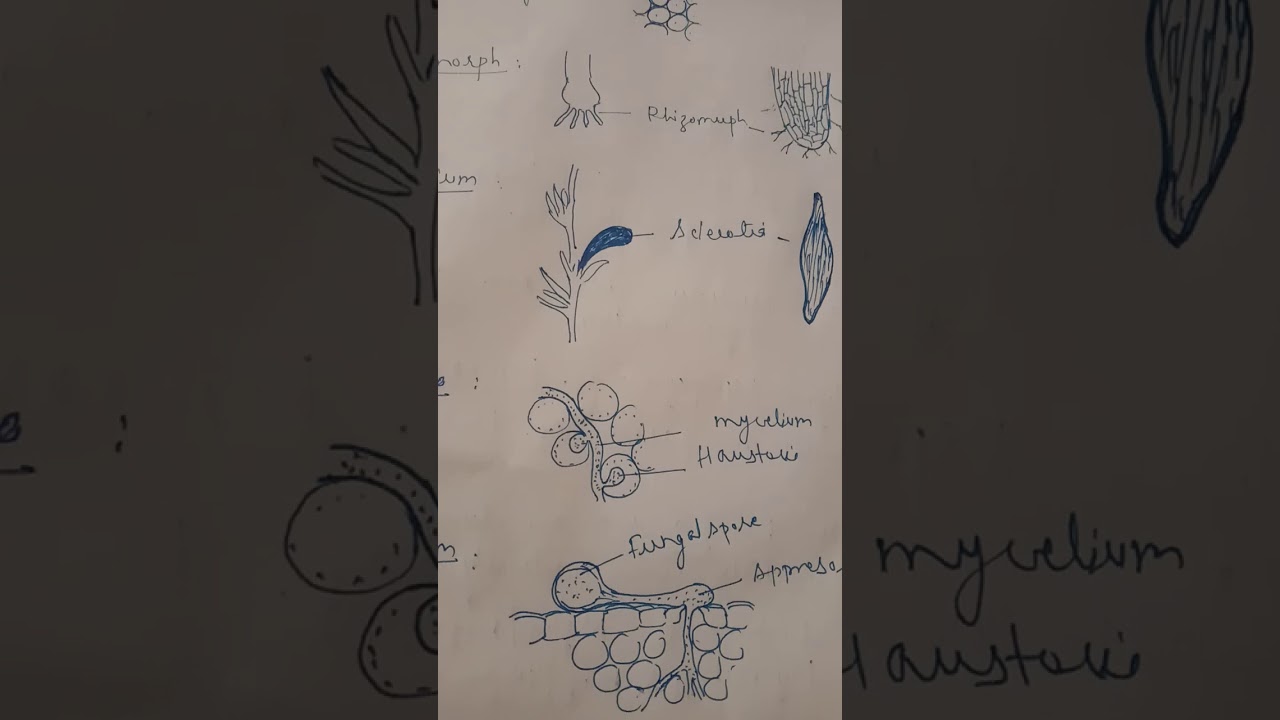 Modified structure in Fungi by Dr. Govind Kumar Barupal