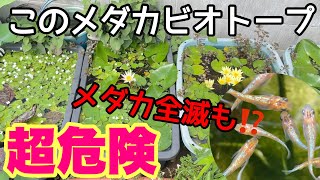 このビオトープは超危険！メダカ全滅も！？睡蓮も危険！　メダカ睡蓮ビオトープ