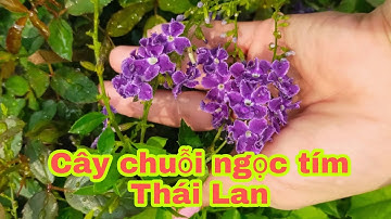 🍄🍄Cây hoa chuỗi ngọc tím Thái cute xinh lung linh (50k) - Cây phong thủy