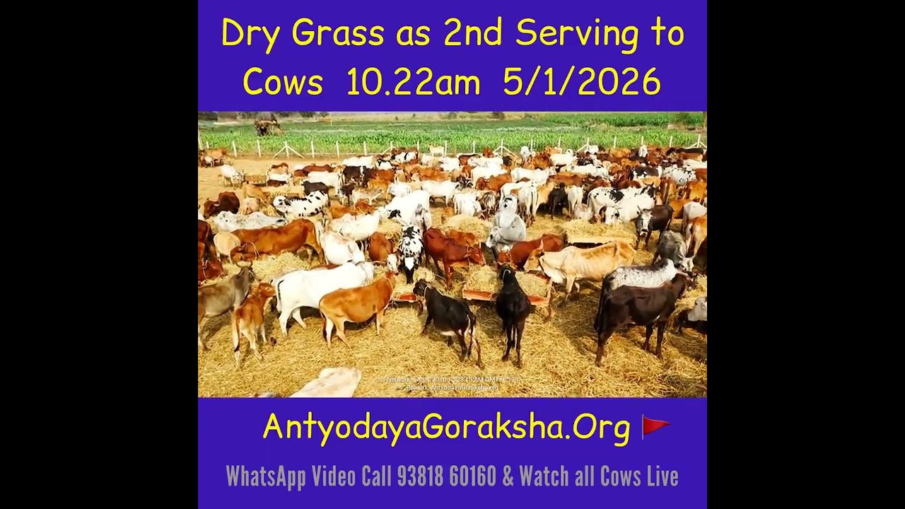 [05 Jan 2026] Dry Grass Snack for Rescued Cows