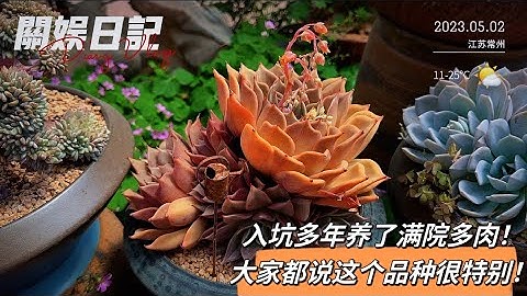 关娱日记：入坑多年养了满院多肉！大家都说这个品种好特别！|关于日记|关娱多肉|多肉植物|Suculentas| 다육이들 - 天天要闻