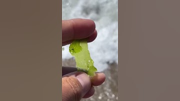 Beauty of seaweed under the microscope 🔬