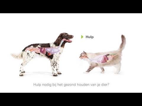 Video: Q-koorts Bij Katten