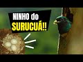 Como é o NINHO de um SURUCUÁ DOURADO (Trogon chrysochloros)? | Achei um ninho