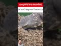 #jaidmeel #malayalam The Fearless Honey Badger and the World of Bees | Nature Story