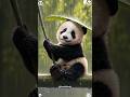 Today’s panda cub brings you good luck!🐼🥰 #panda #trending #babypanda #cutepanda #cute