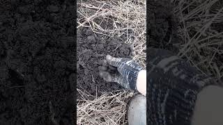 раздался пробочный сигнал... #шурф #гдеискать #minelab #фундамент