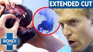 Boxer Poisoned By Toxic Bluebottle! | Bondi Vet Extended Cuts