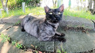 夏になると黒から白へと毛色が変化するマーブル猫