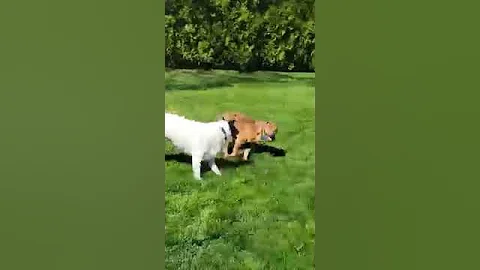 Video of adoptable pet named LEO