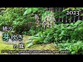 続々・芽吹きの季節 山野草と雑木の庭 オンラインオープンガーデン(2023/4/8)