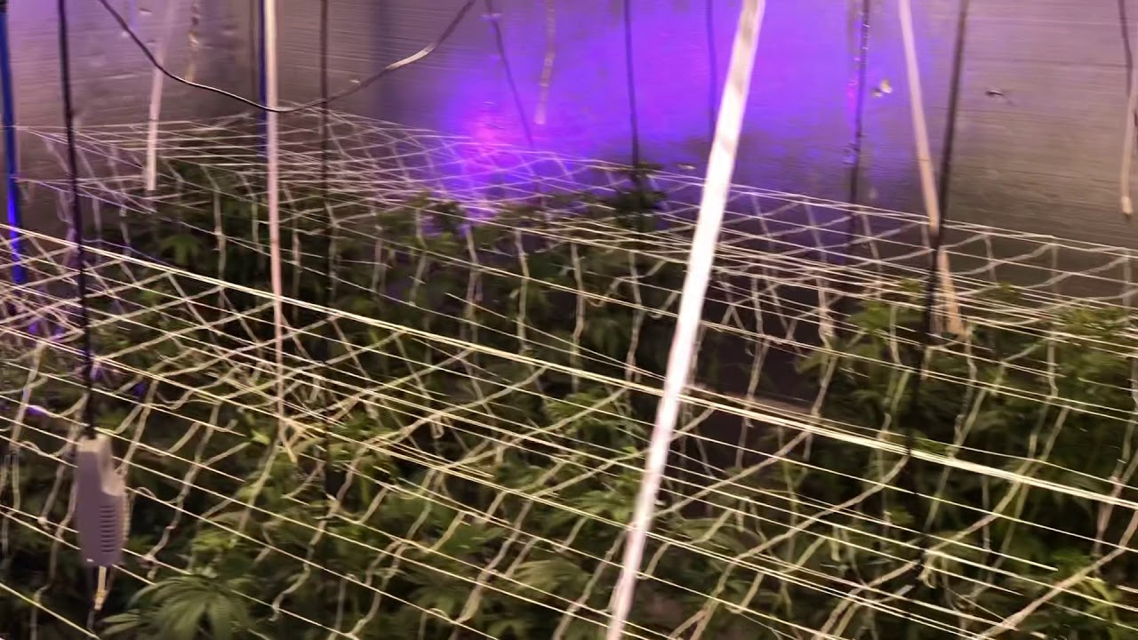 Papaya Cake MMJ Flower Room Week 2