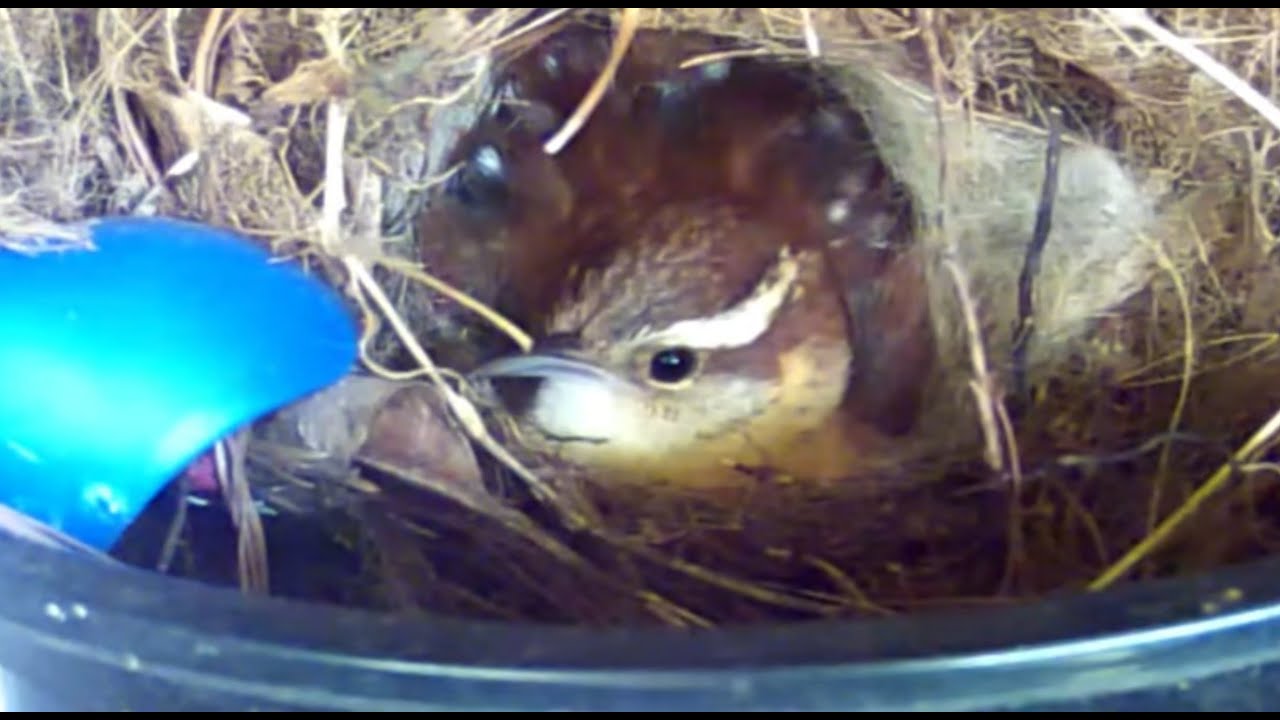 LIVE, Nesting Carolina Wren. Babies are growing YouTube