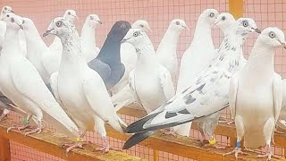 Pigeons Of Chatri Pigeons Video Faisalabad Pigeon