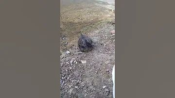 Отпустили красноухую черепаху на волю. Released the red-eared turtle