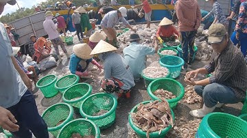 Tàu Về Quá Nhiều Cá Tôm Mực Tại Cảng Cá Vàm Láng Gò Công Tiền Giang