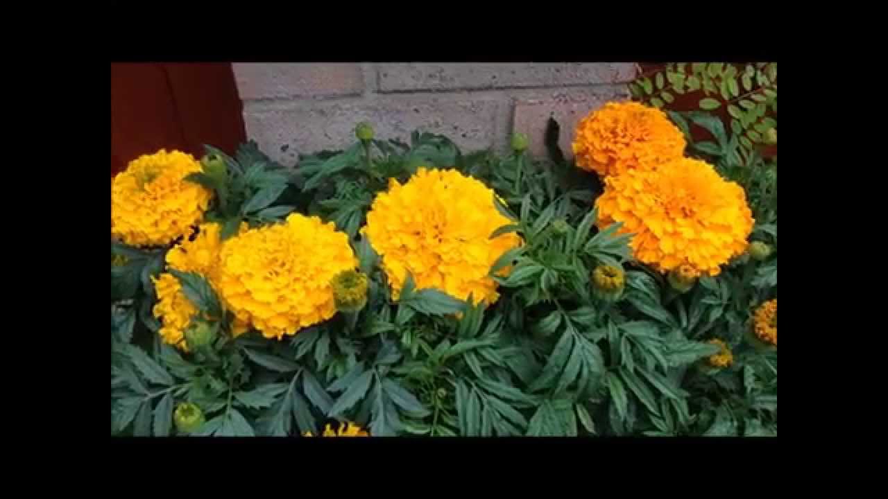 African American Marigolds, Massive blooms. Help and care. Marigold