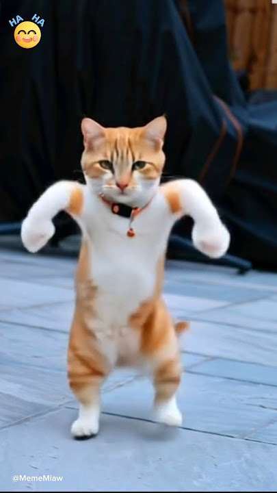Kucing Lucu oranye putih joget #kucinglucu #kucingberjoget #kucing #kucingjoget #funnycats