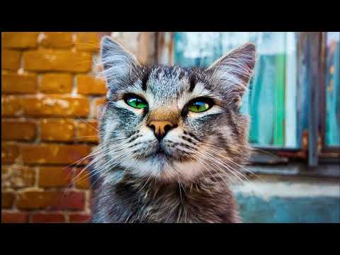 Path of exile 2 Фикс лагов, фризов, скачков FPS Path of exile 2 Fix Lag, Stuttering & FPS Drops NOW!