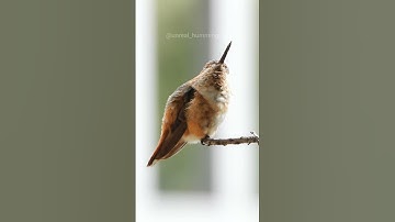 Subscribe for daily hummingbird videos #hummingbird