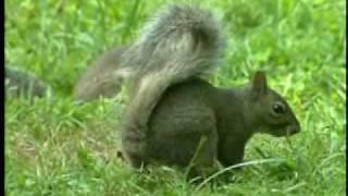 squirrel buster 0002 by BirdWatchers 892 views 14 years ago 2 minutes, 57 seconds
