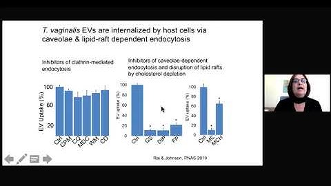 Host parasite interactions between the sexually-transmitted parasite T. vaginalis and its human host