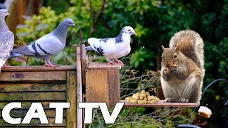 ทีวีสำหรับสัตว์เลี้ยง Live ออกไปเที่ยวกับนกและกระรอกในสวนหลังบ้าน 🐿🦜 วิดีโอกระรอกเพื่อปลอบแมวของคุณ