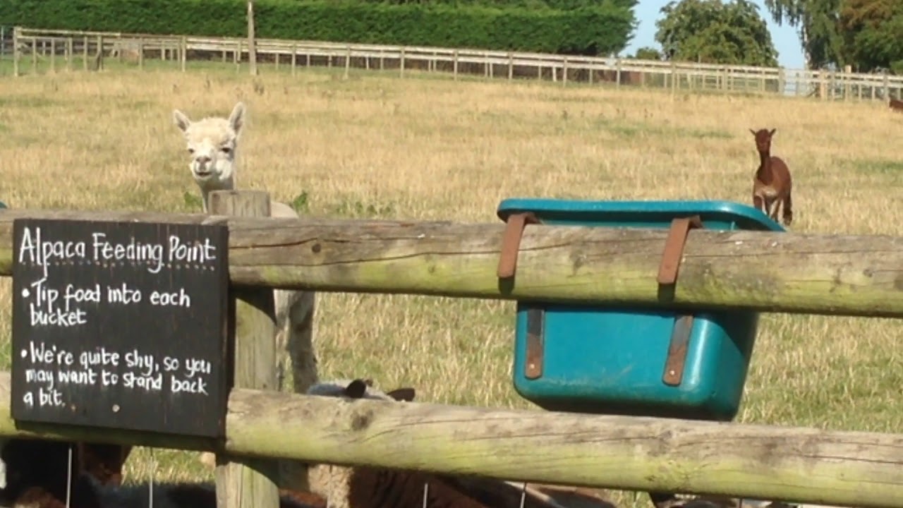 Top Barn Farm Park Free Farm Park Youtube