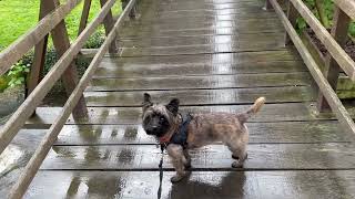 Pipkin, a Cairn terrier, on the bridge over the Egrenne