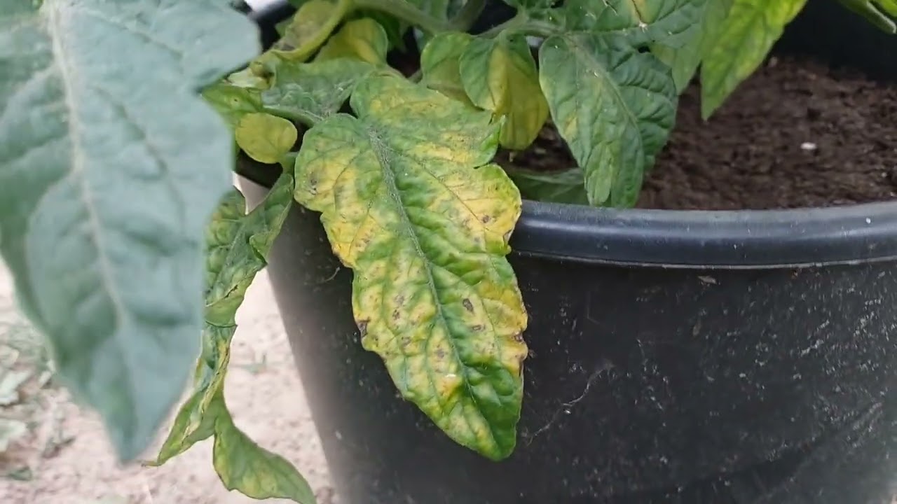 Plamy na liściach pomidorów!!! Trudny sezon. Jak prowadzić multiflory