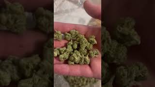 THCA Hemp Market on the Verge of Collapse | Touchdown Before the Ban