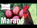 Gallinas Gigantes - Marans 🎉